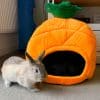 pineapple rabbit hideout