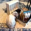 Bunny hay feeder with litter tray