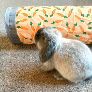 toy for bunny tunnel