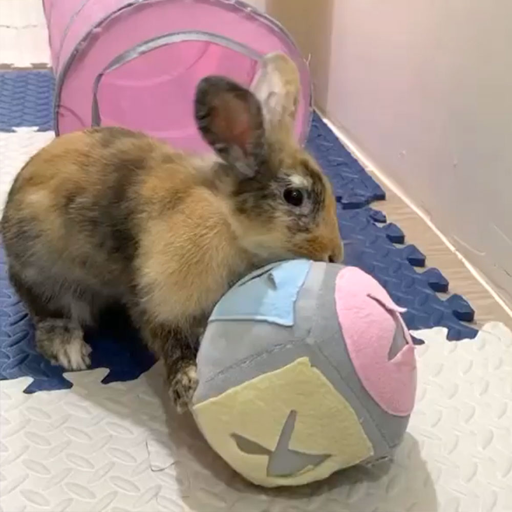Toy for rabbit ball