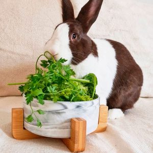 Bunny bowl with ceramic FlopBunny