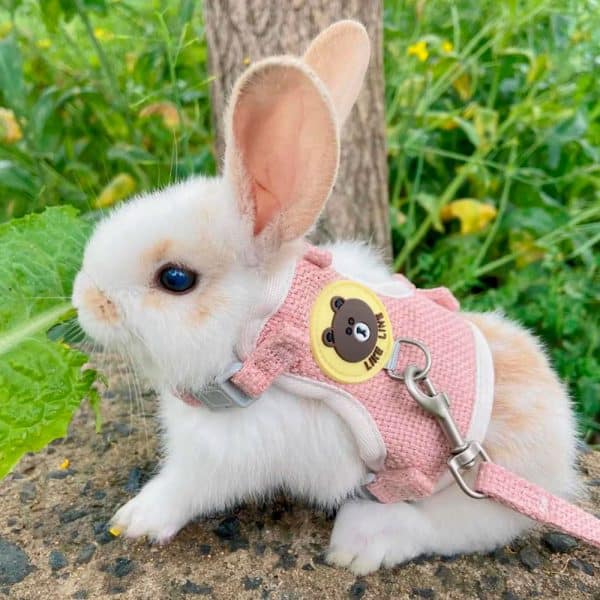 Rabbit harness - bunny harness