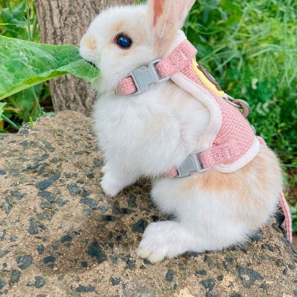 Rabbit harness with cute design