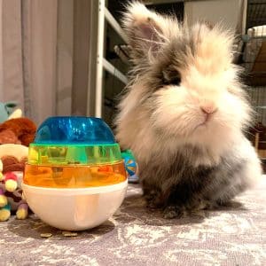 Toy for bunny with treat dispenser