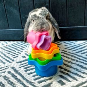 rabbit stacking cups