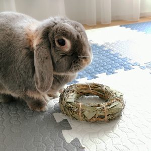 Rabbit chew toys hay ring FlopBunny