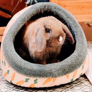 rabbit hideout - bunny bed