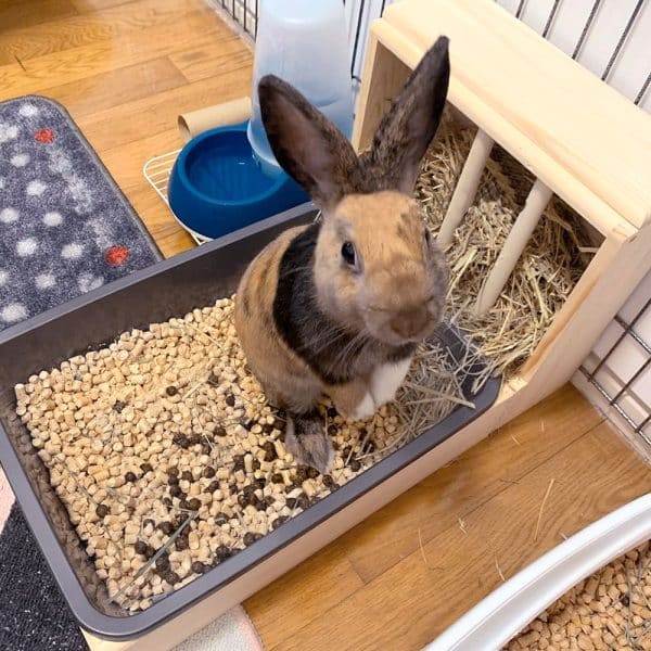 Bunny hay feeder and litter tray