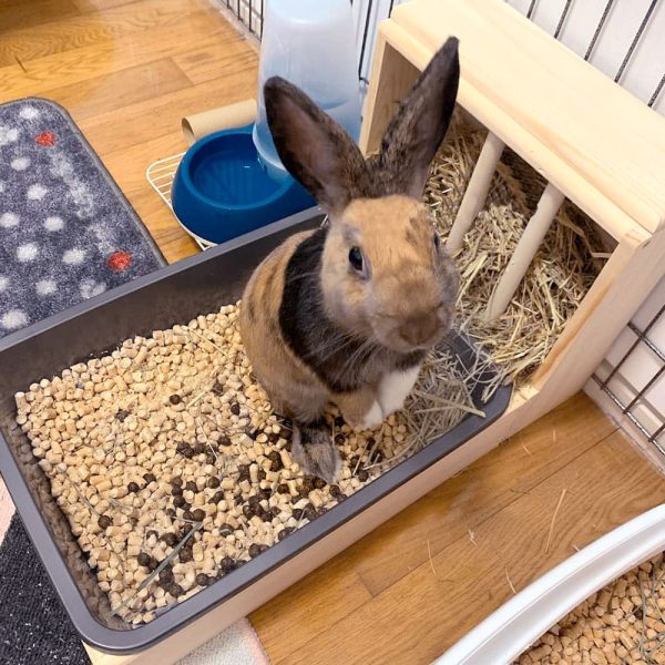 Bunny hay feeder with litter tray FlopBunny 7