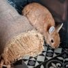 Straw rabbit home FlopBunny 10