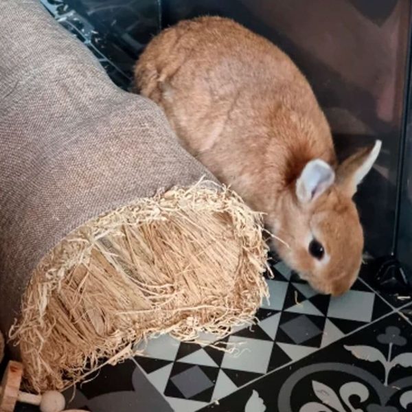Straw rabbit home FlopBunny 9