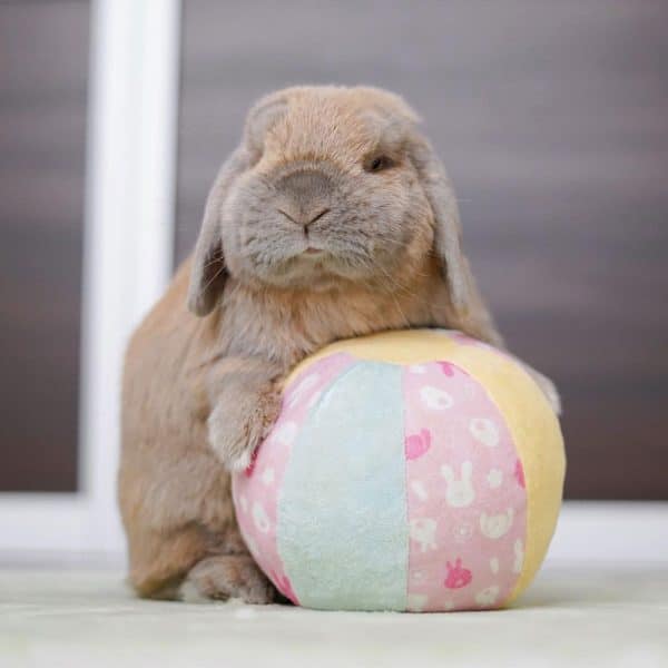 Rabbit ball toy FlopBunny 3
