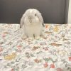 Enclosure Rabbit Mat FlopBunny 14