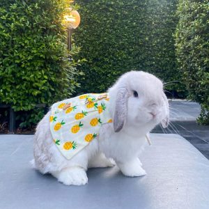 rabbit clothing