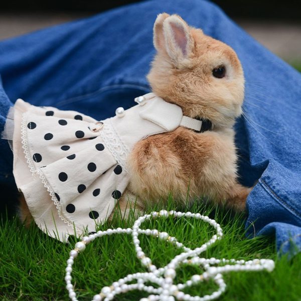 Costume for rabbits