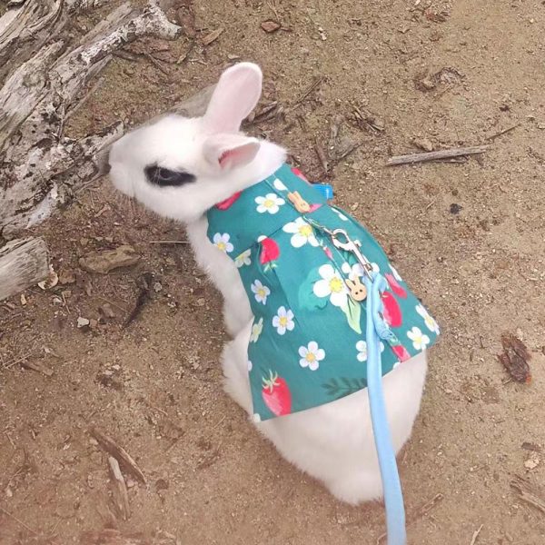 bunny in clothes
