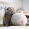 ball for rabbits