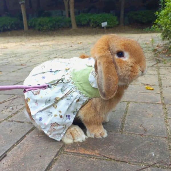 Lolita Bunny Clothes FlopBunny 3