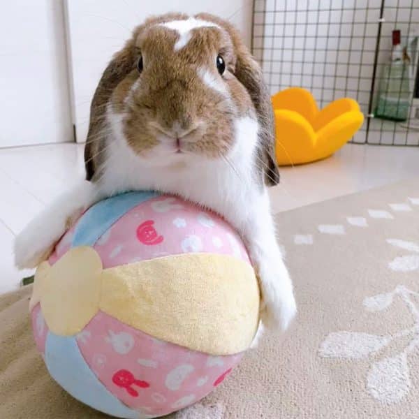 Rabbit ball toy FlopBunny 9