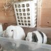 Basket Rabbit Feeder FlopBunny 13