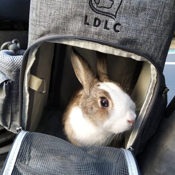 Rabbit Backpack in Gray FlopBunny 5