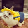 Cute rabbit clothing FlopBunny 11