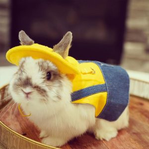 bunny in clothes