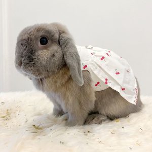 rabbit in clothes